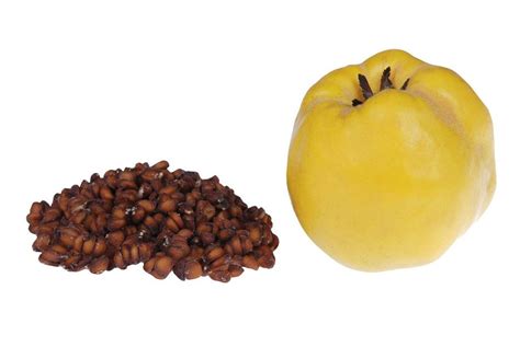  Quince Seed : Un conte turc du Ier siècle qui explore la nature de la générosité et l'illusion de la richesse !