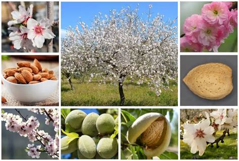  The Almond Tree! Un conte espagnol du XIXe siècle explorant les thèmes de l'espoir et du sacrifice.