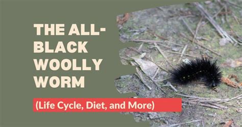 The Woolly Worm : Un conte du XVIIe siècle américain qui démystifie les métamorphoses!